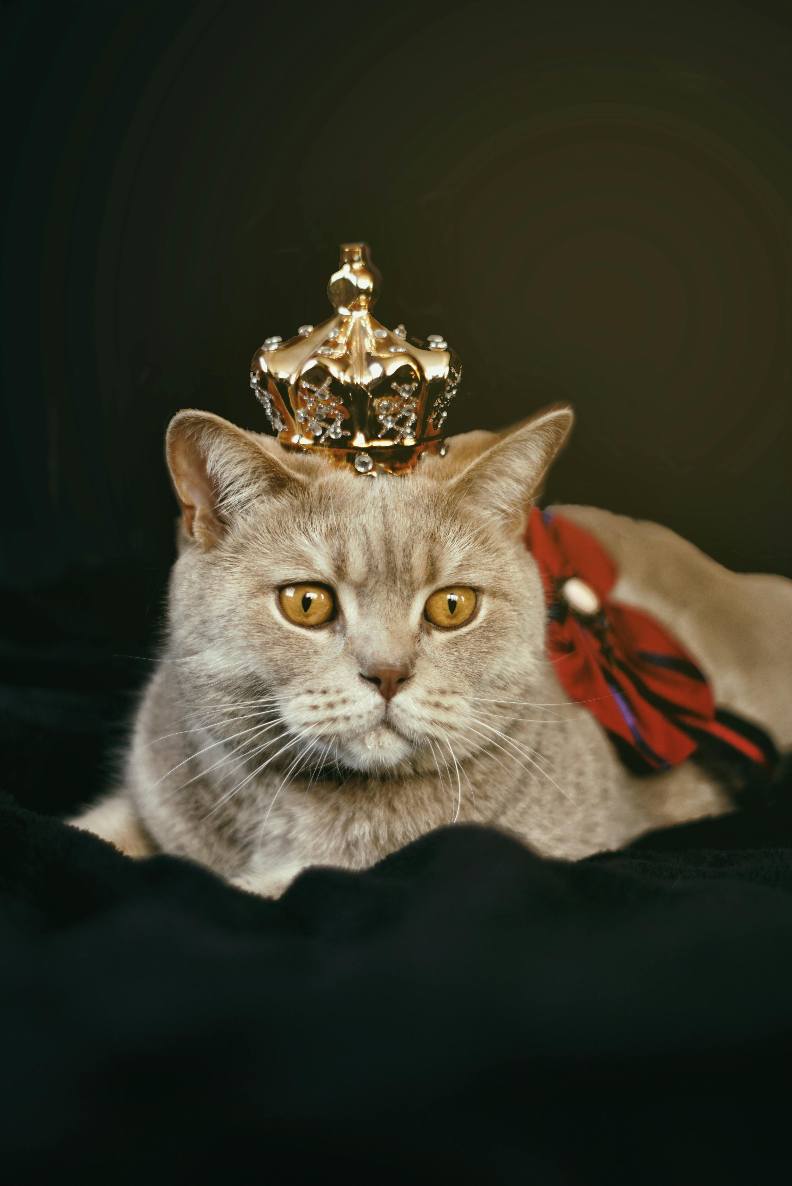 A regal cat wearing a crown