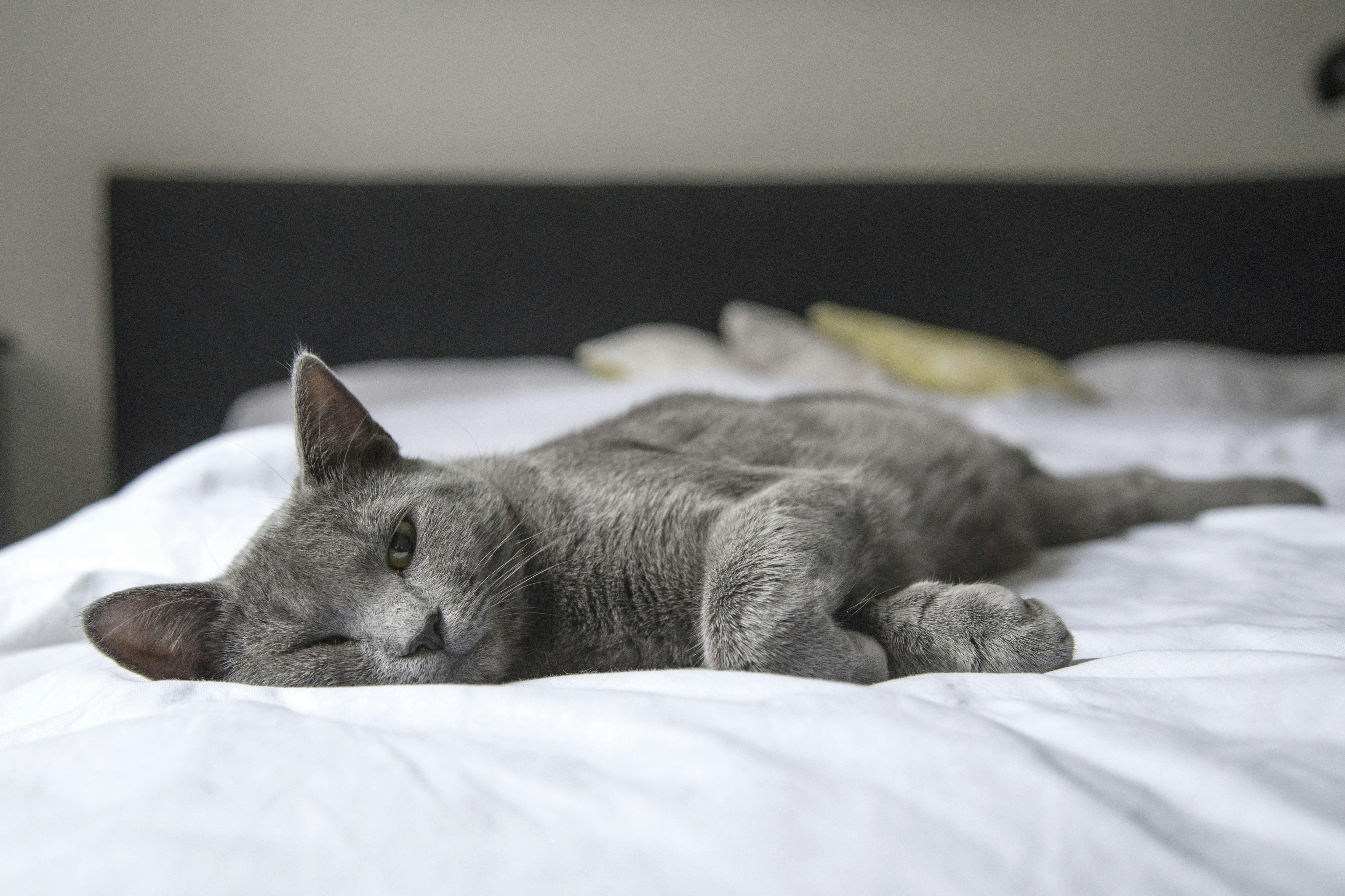 A peaceful grey cat resting